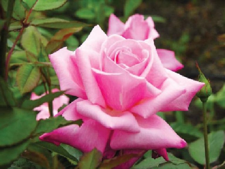 Pink rose.jpg