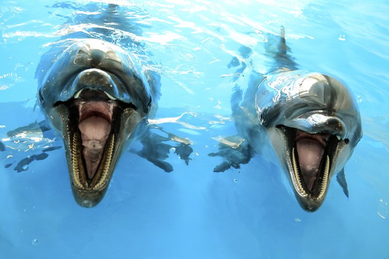 close-up-of-two-dolphins.jpg