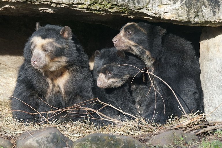 oso de anteojos.jpg