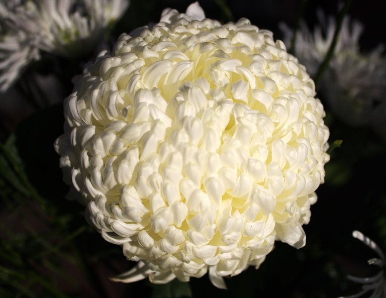 chrysantheme_3013118455_o (FILEminimizer).jpg