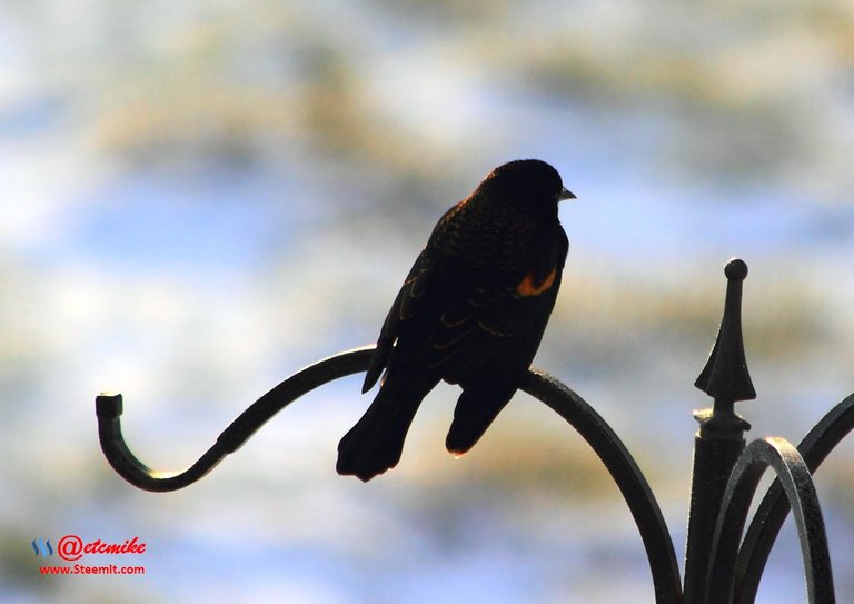 Red-winged Blackbird PFW01-09.JPG