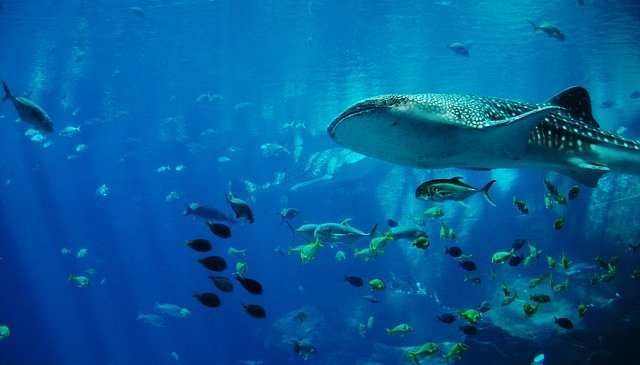 whale-shark-281498_640.jpg