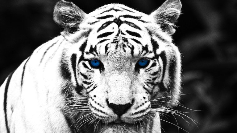 white-tiger-wallpapers-25673-581119.jpg