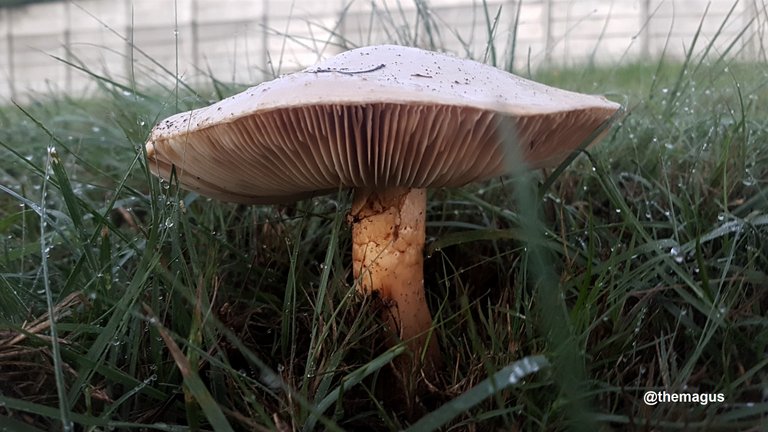 mushroom2a.jpg