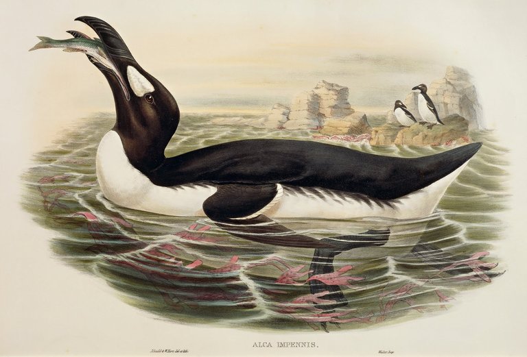 extinct-auk.jpg