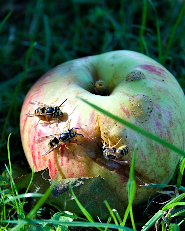 wasps on windfall apple
