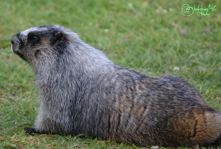 marmot.jpg