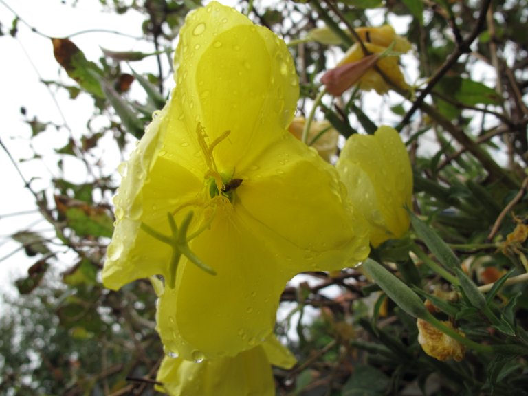 Herbstblumen 2019 003.JPG