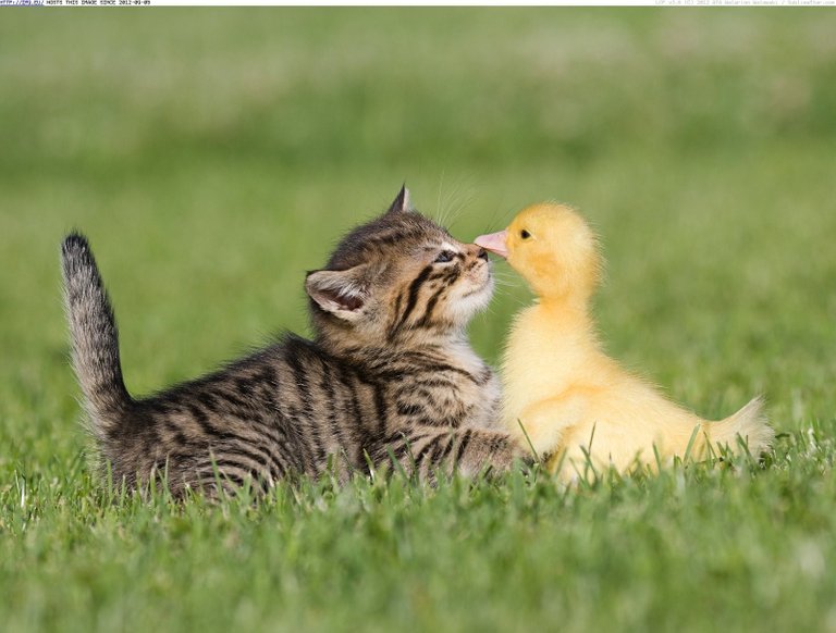 Cute_Duck_Playing_With_Cat_in_Garden.jpg