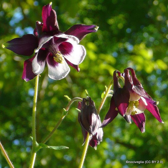 aquilegia-william-guinness-nociveglia-cc-by-2.0-.jpg