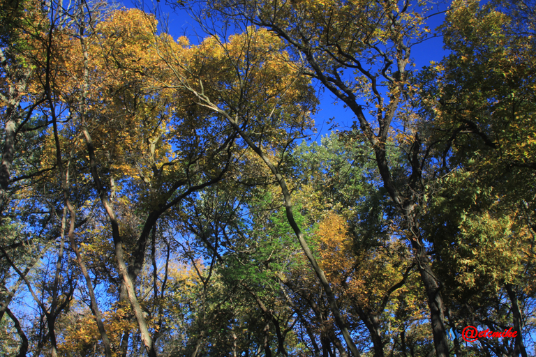 forest trees fall fall-colors fontenelle-forest Fall02051.png