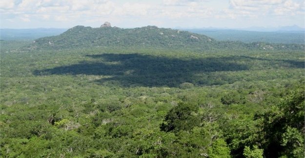 Mozambique forest.jpg