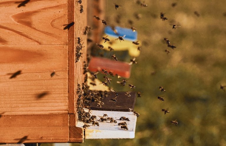 bee-colonies-4027005_960_720.jpg