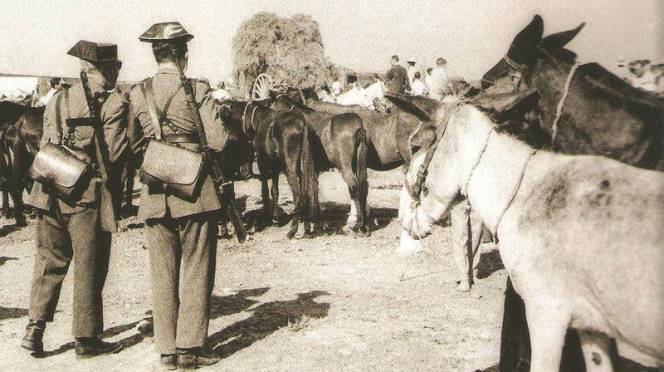 Burros-presos.jpg