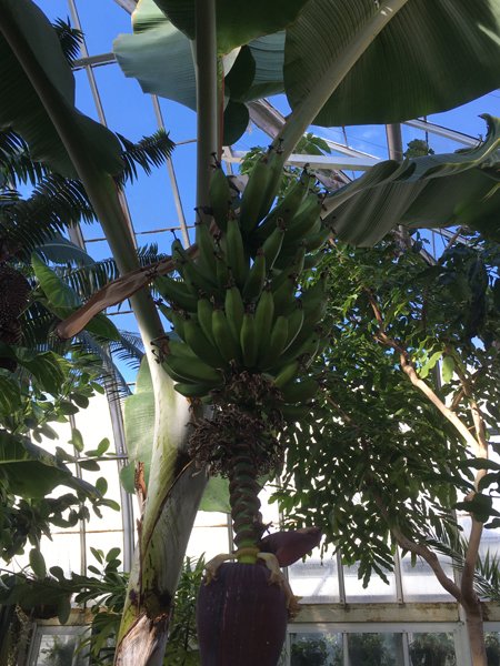 Smith Greenhouses - jungle room bananas crop January 2020.jpg