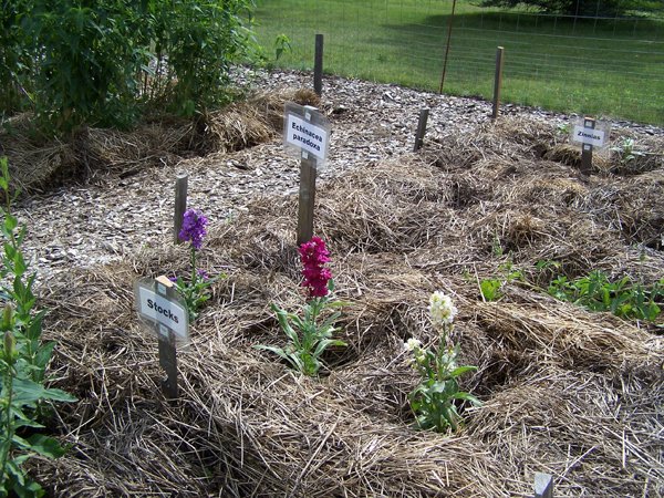 New Herb garden - Row 4 - stocks crop June 2018.jpg