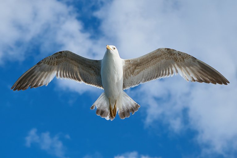 seagull-1511862_1920.jpg