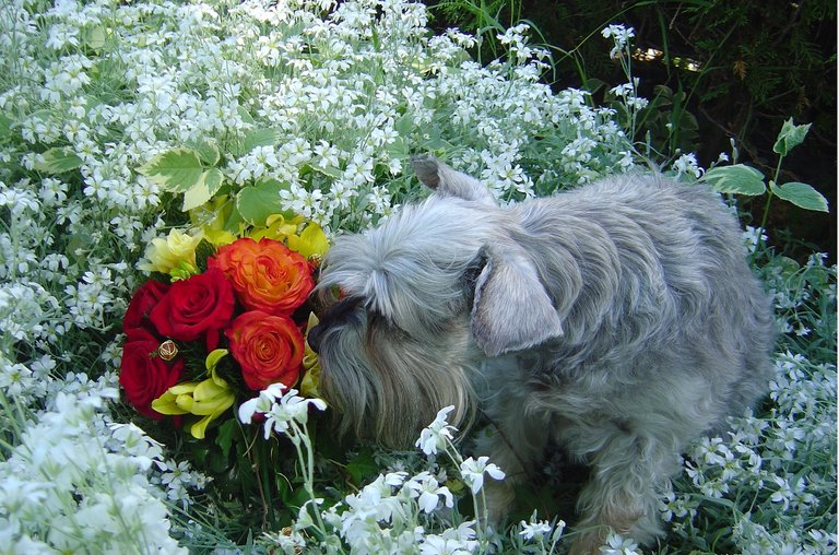 schnauzer-smelling-the-flowers-735412_1920.jpg