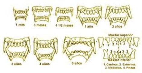 DIENTES-DE-PERRO.jpeg