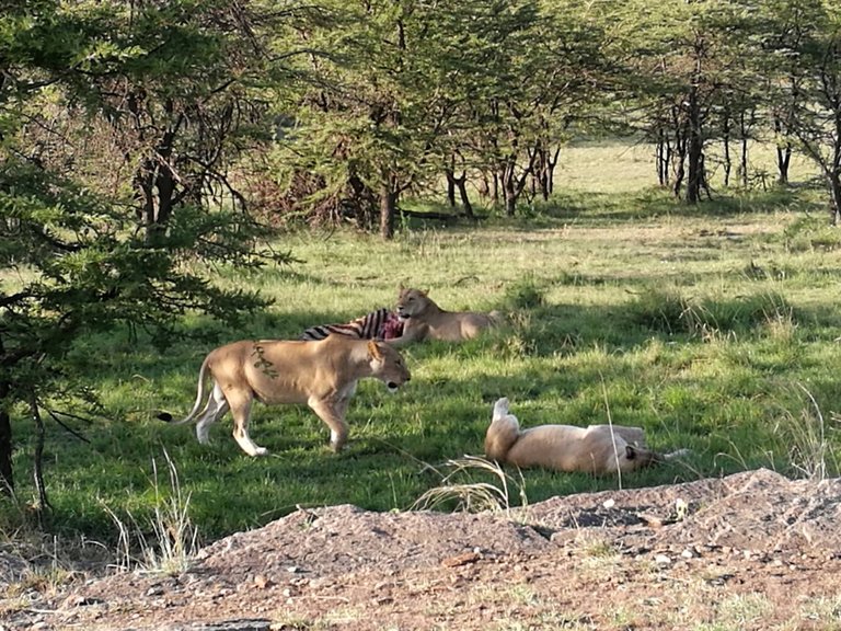 Maasai National Reserve36.jpg