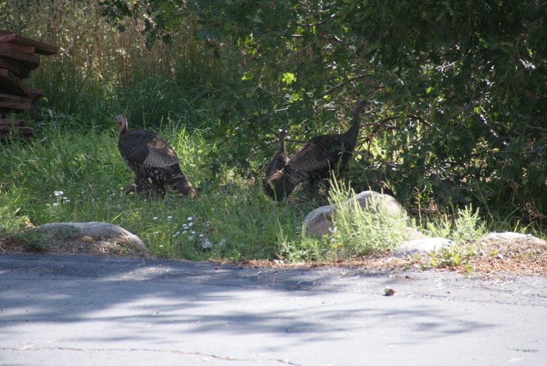 Turkeys1-2018-08-13.JPG