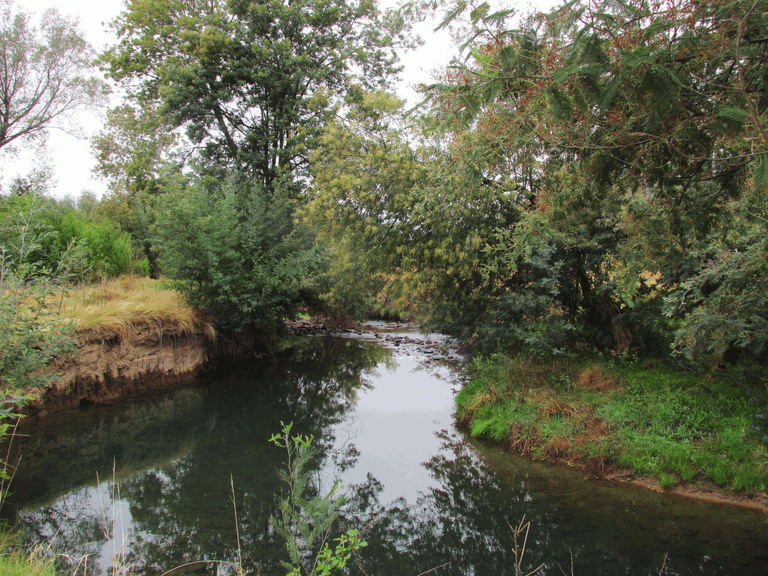 2891-RiverTrees.png