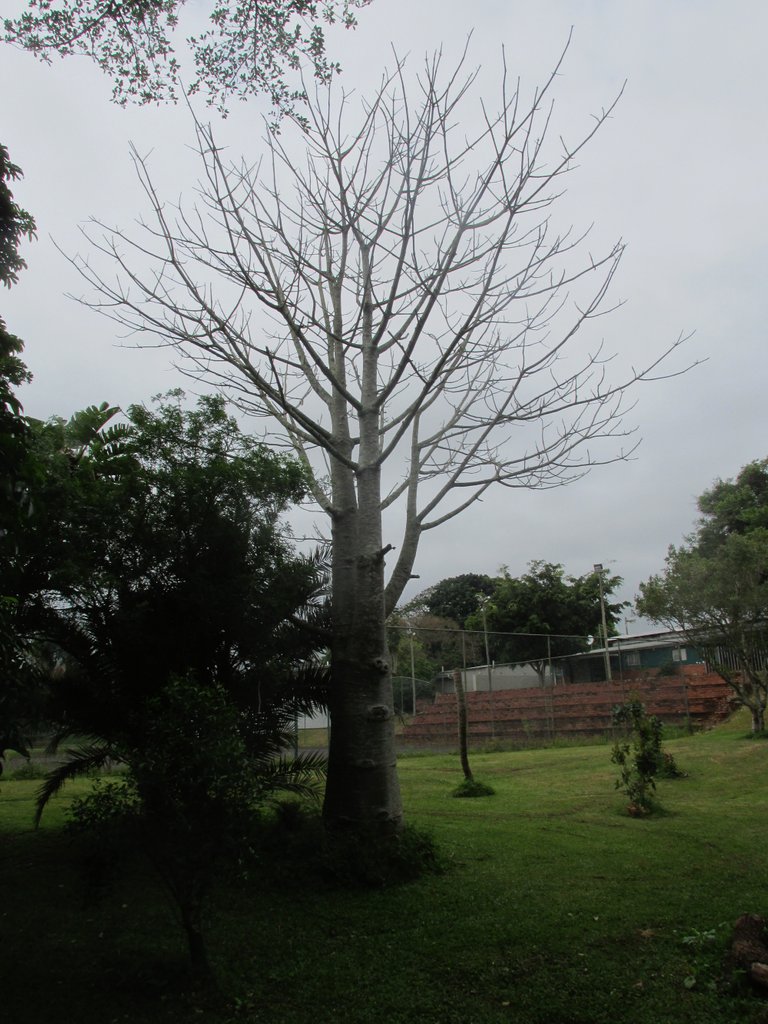 4655-Baobab.JPG