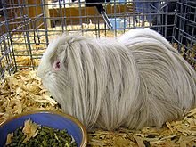 220px-Peruvian_cavy.jpg