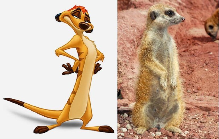 ec007-timon.jpg