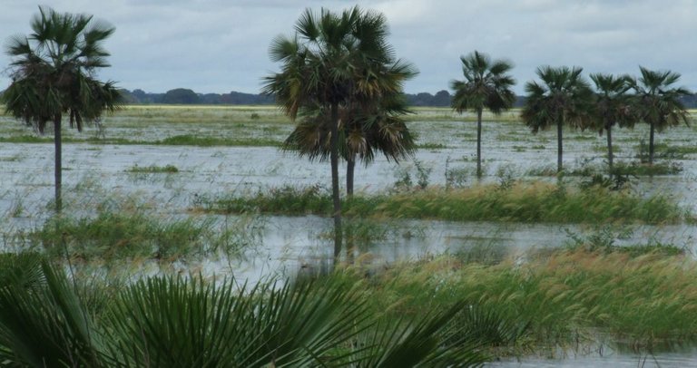 Camguán-1.jpg