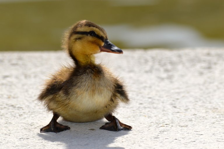 duckling-3399985_1920.jpg