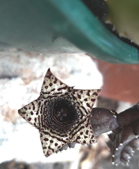 huernia volkartii var repens.jpg