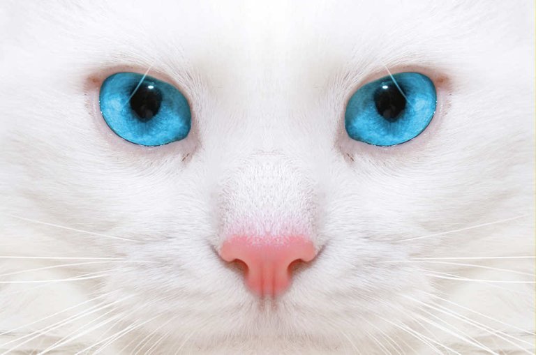 Por-que-los-gatos-blancos-de-ojos-azules-suelen-ser-sordos_0.jpg