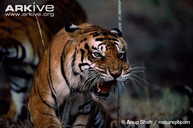 Bengal-tiger-snarling.jpg