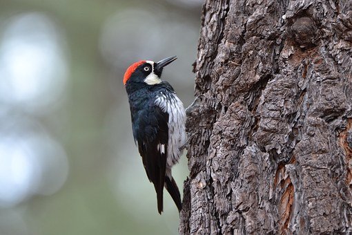 woodpecker-1186209__340.jpg