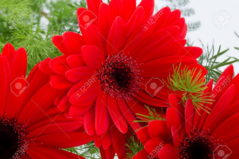 28563655-gerbera-rouge-fleur-marguerite-Banque-dimages.jpg