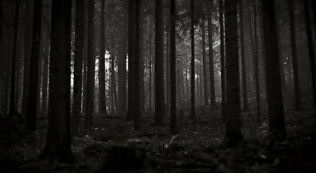 Bosque-Noche-640x350.jpg