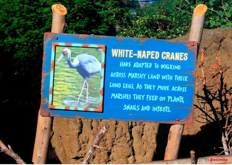 White-naped crane cranes Zoo_0014.JPG