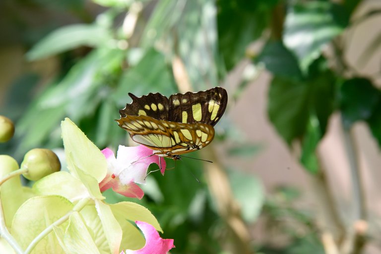 butterfly-8.JPG