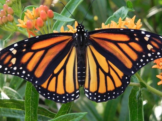 monarch-butterfly-2466541_640.jpg
