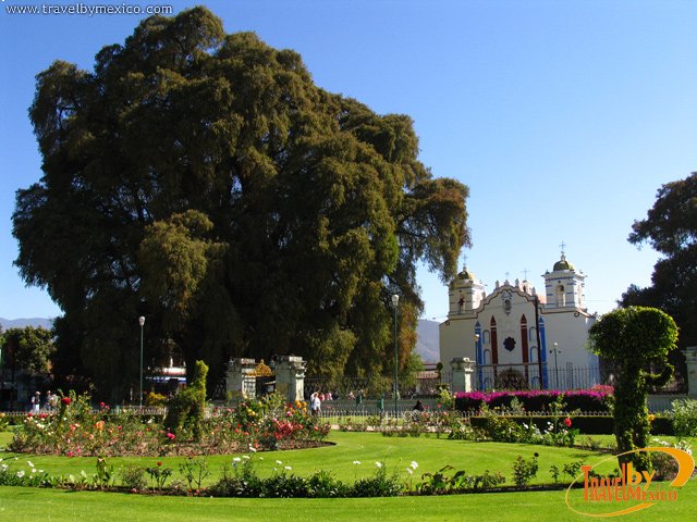 Arbol-del-Tule-ahuehuete-milenario-situado-a-un-costado-de-la-Iglesia-de-Sta-Maria-del-Tule.jpg