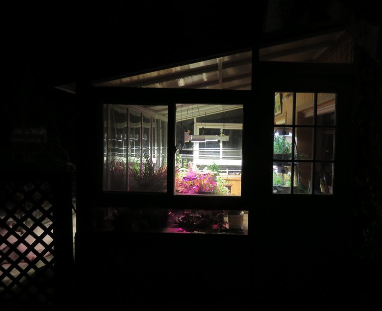 at dark looking into sunroom with plants growing and grow lights.JPG