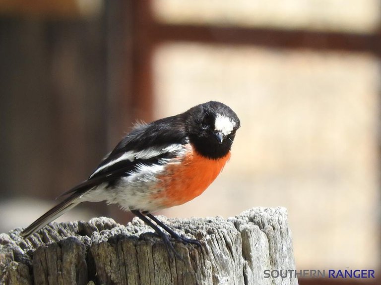 Scarlet Robin.jpg