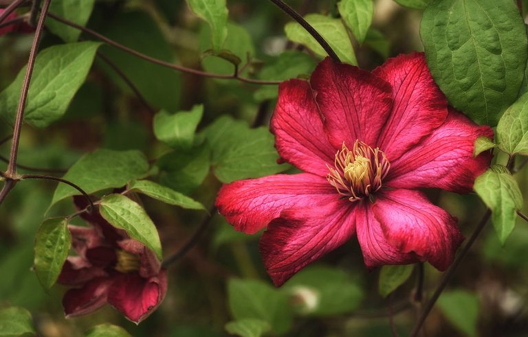 clematis-1821105_1920.jpg