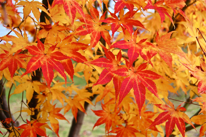 average-us-header_maple-leaves.png