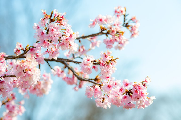 Closeup_Sakura_Branches_517069_1280x851.jpg