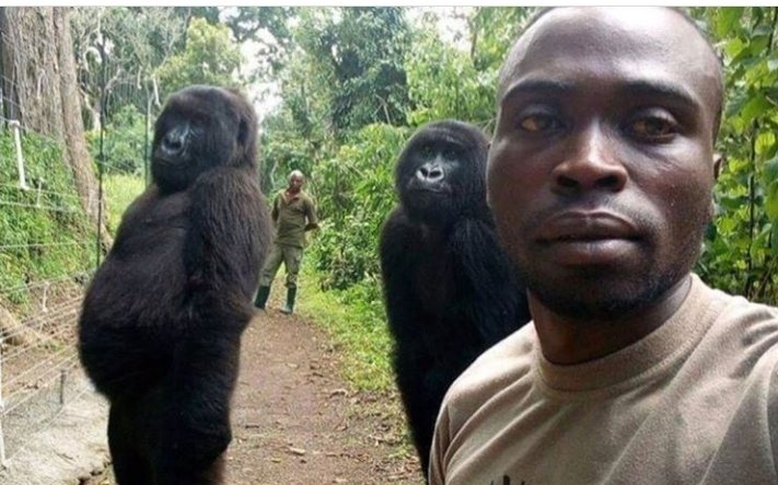 selfie gorilas.jpg