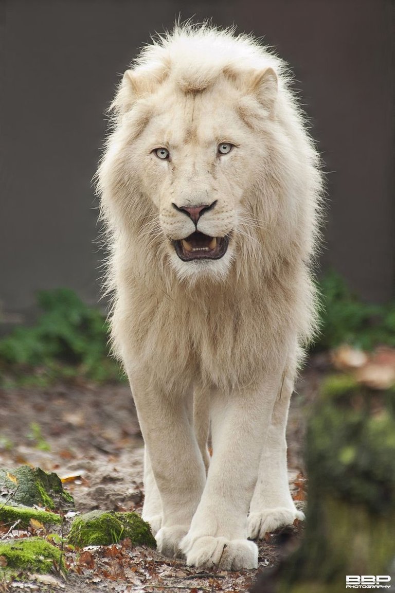 white-lion-animals-wildlife-pinterest-lions-animal-and-cat-prepossessing-images.jpg