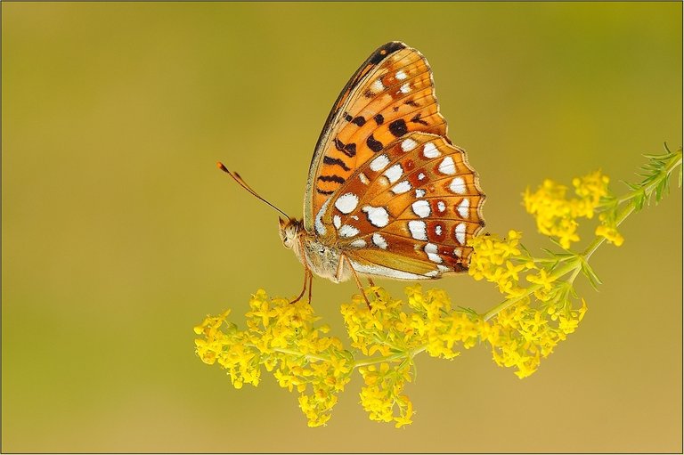 (Argynnis adippe) High Brown Fritillary_Büyük İnci.jpg