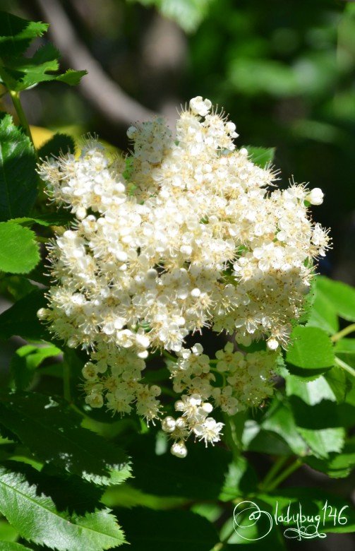 flower_kananaskis2.jpg